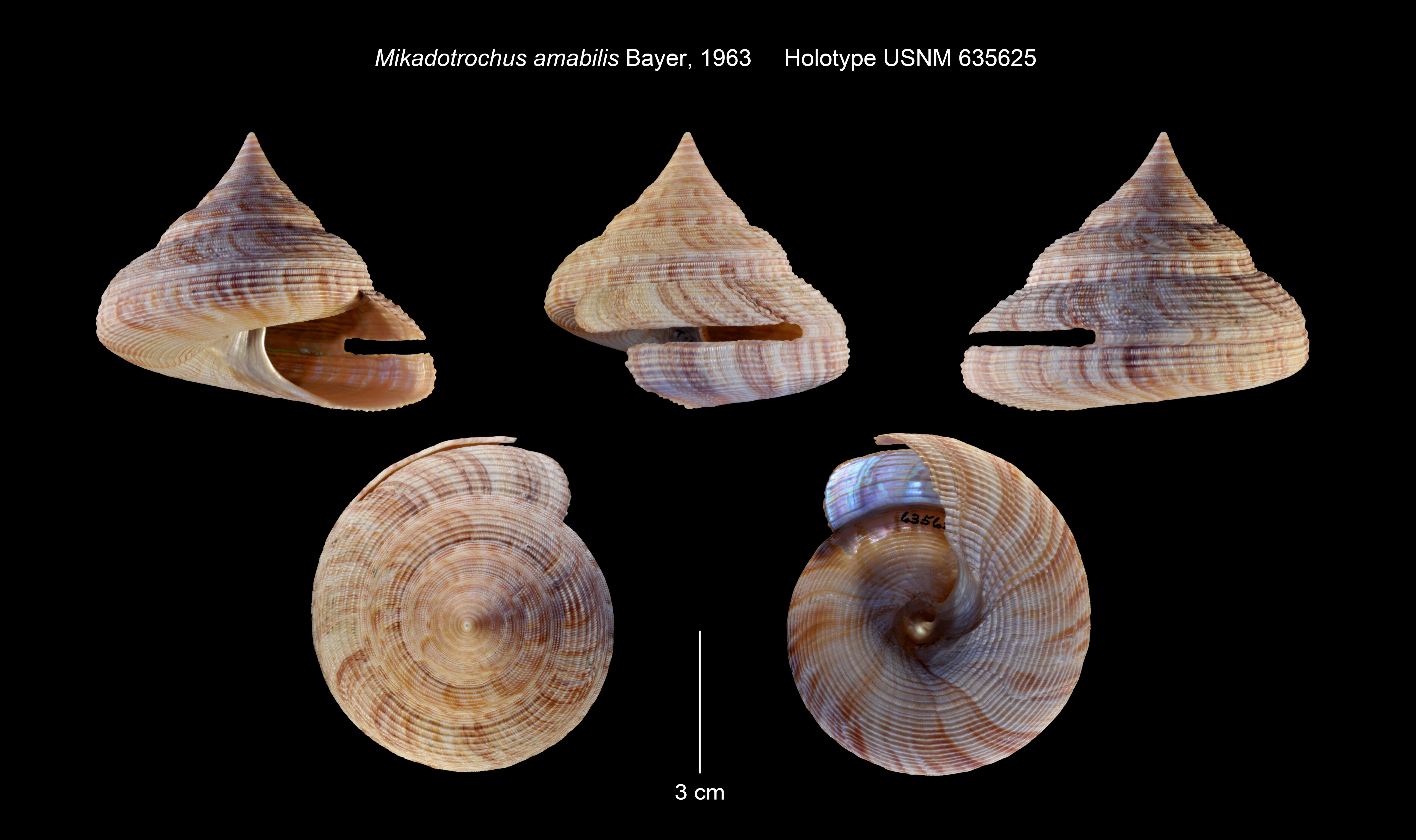 Image de Perotrochus amabilis (Bayer 1963)