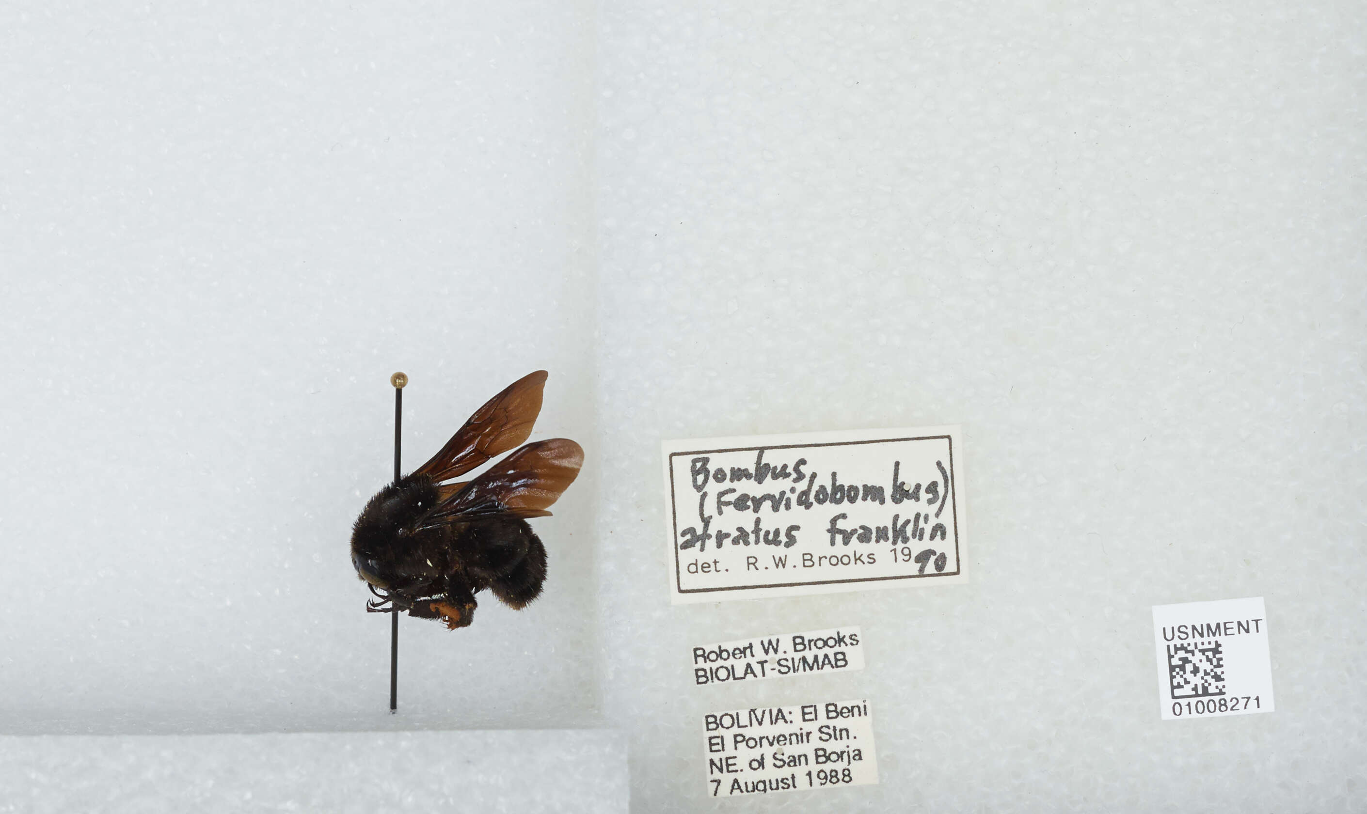 Image of Bombus pauloensis Friese 1912