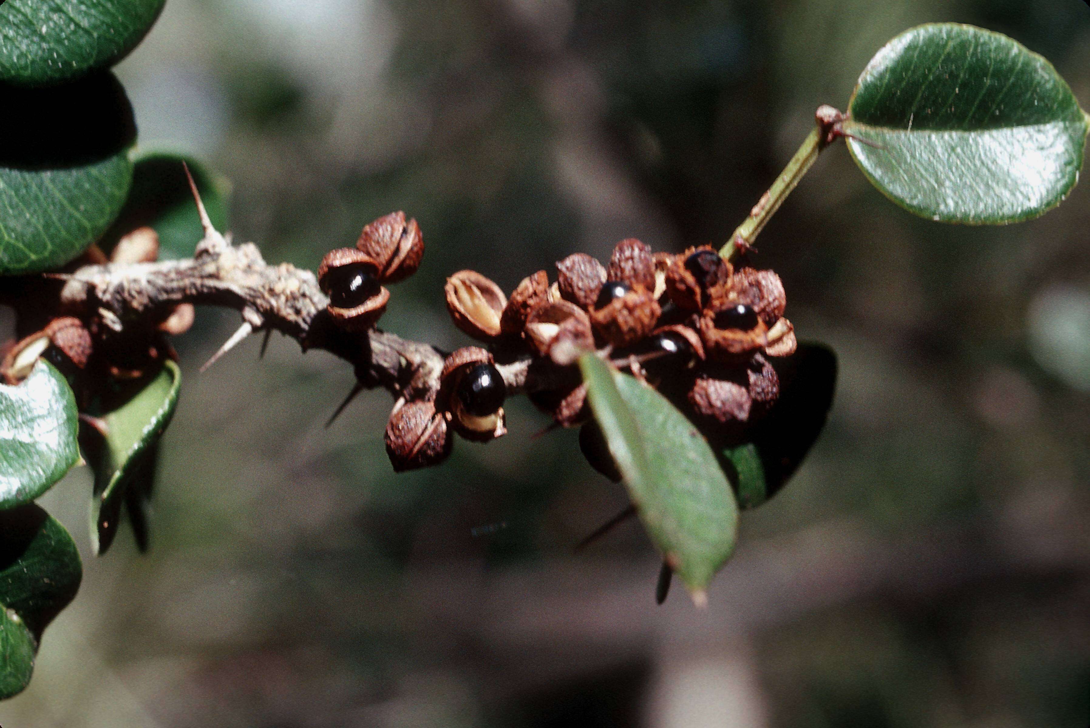 Image de Zanthoxylum punctatum subsp. thomasianum (Krug & Urb.) Reynel