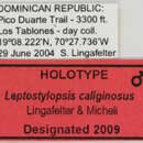 Image of Leptostylopsis caliginosus Lingafelter & Micheli 2009