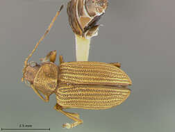 صورة Colaspis Fabricius 1801