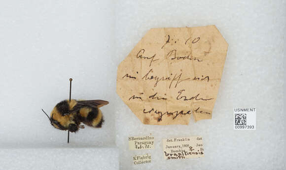 Image of Bombus brasiliensis Lepeletier 1836