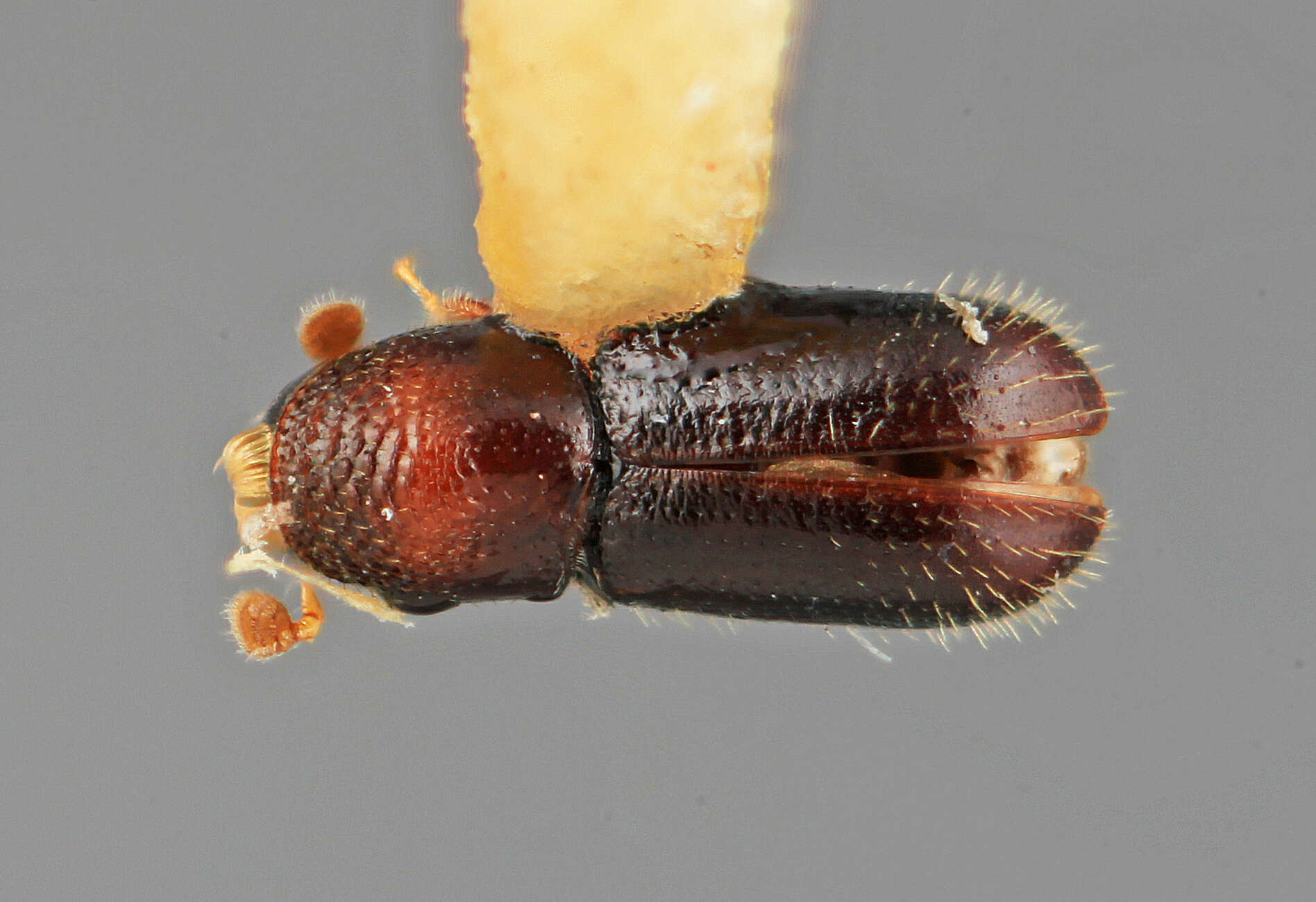 Image of Pseudopityophthorus hondurensis Wood 1967
