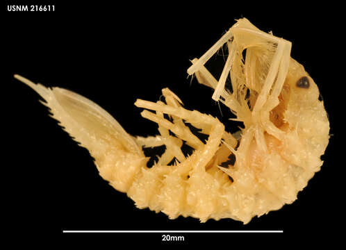 Image of Antarcturus spinacoronatus Schultz 1978