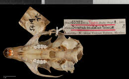 Image de Sciurus oculatus tolucae Nelson 1898
