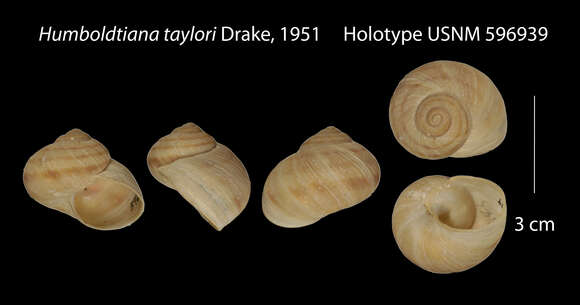 Image of Humboldtiana taylori Drake 1951