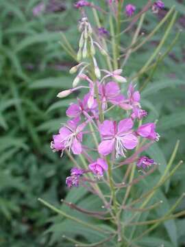 Image of fireweed