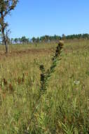 Image of roundhead lespedeza