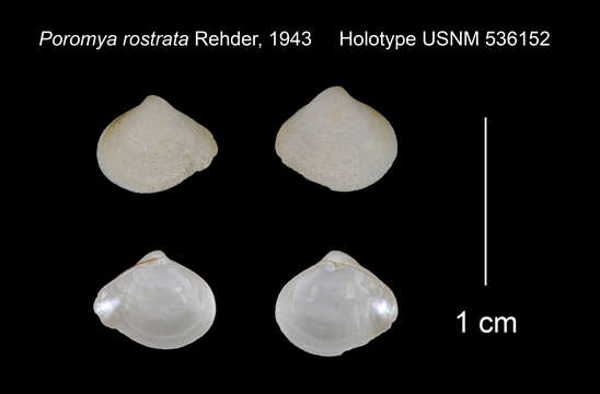 Image of Poromya rostrata Rehder 1943