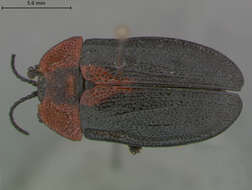 Image of Platyauchenia ruficollis Staines 2007