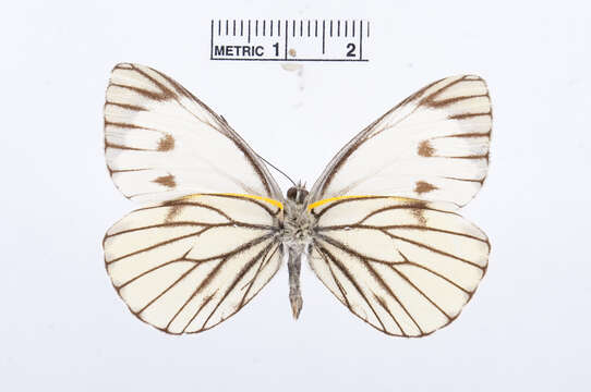 Image of Ethiopian Cabbage White