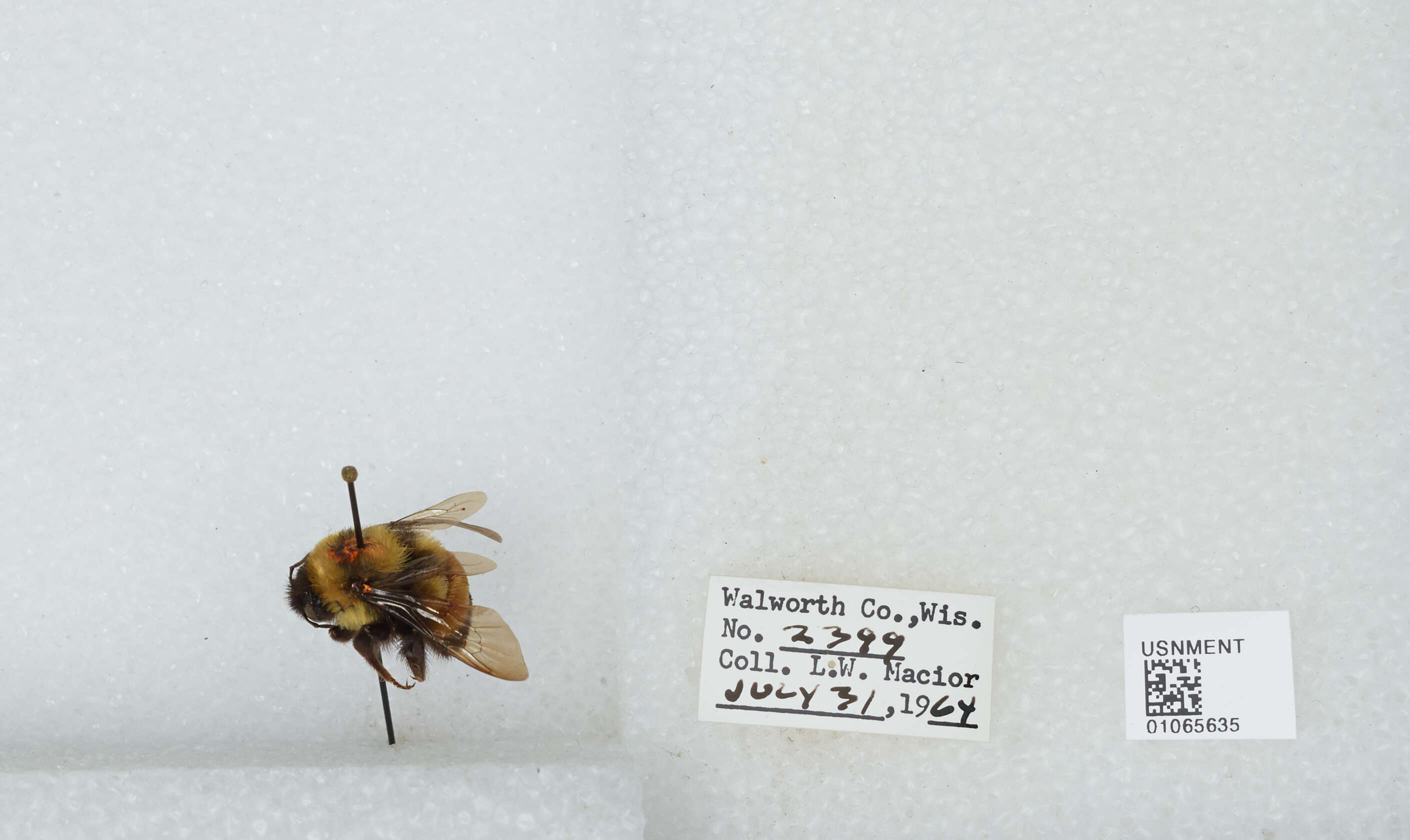 Слика од Bombus affinis Cresson 1864