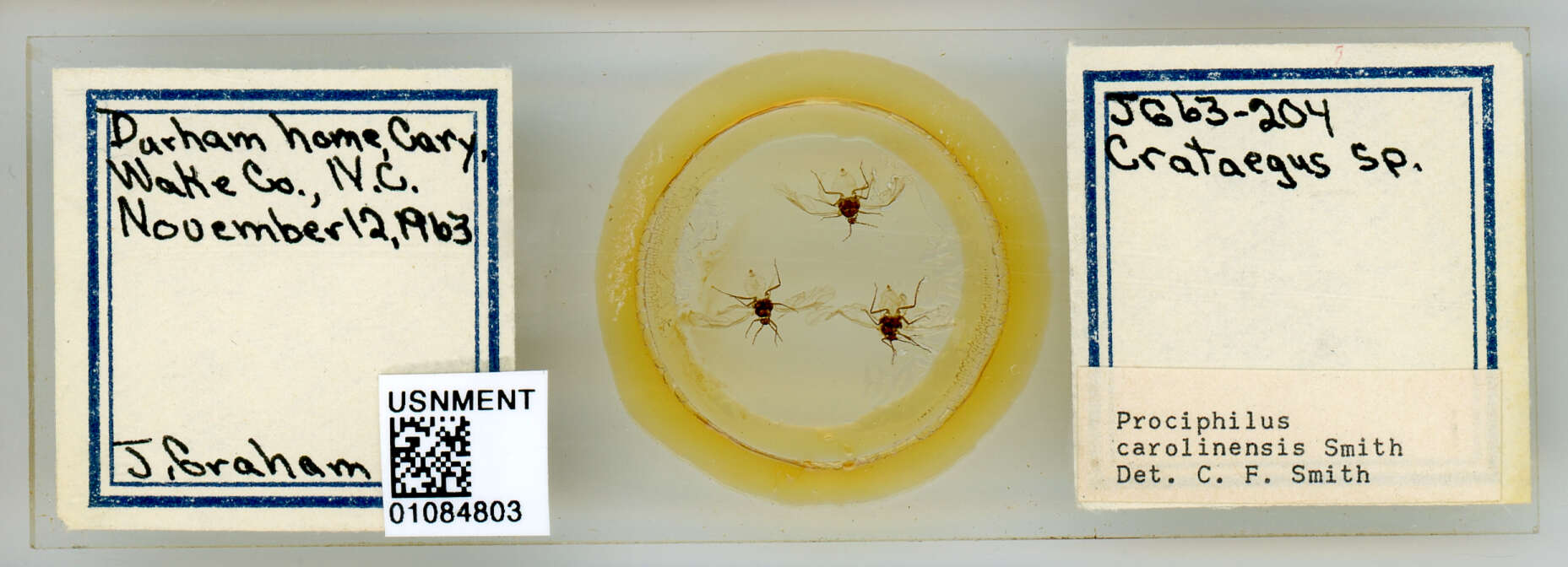 Image of Prociphilus (Prociphilus) carolinensis Smith & C. F. 1969