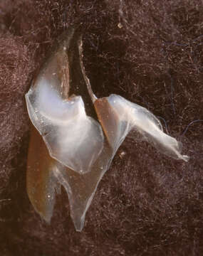 Image of Coffee bean scaled squid