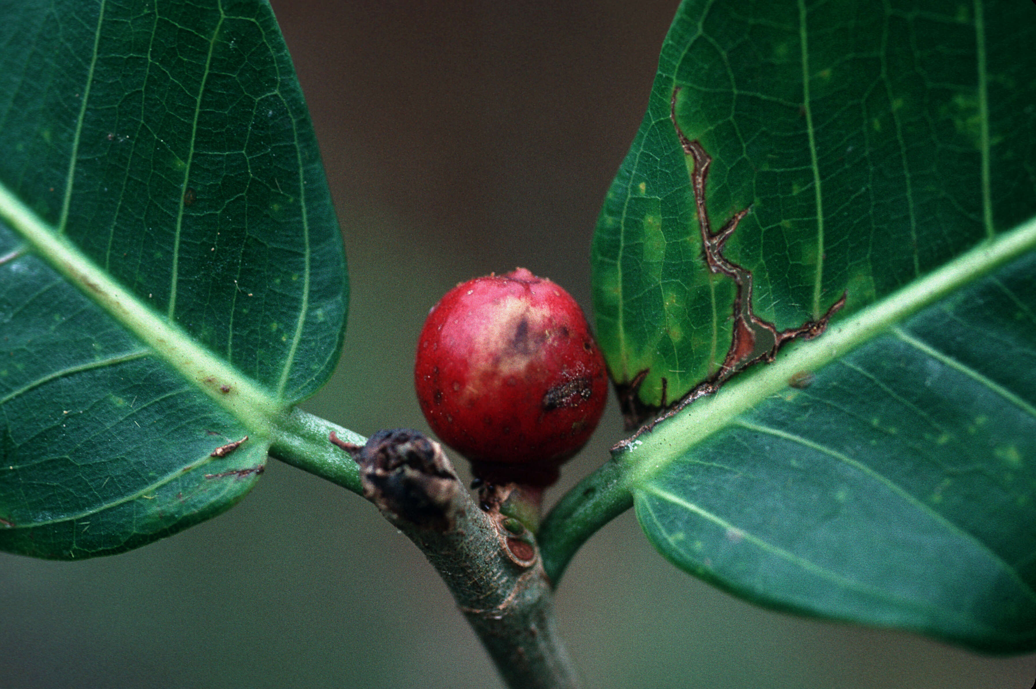 Image de Ficus crassinervia Desf. ex Willd.
