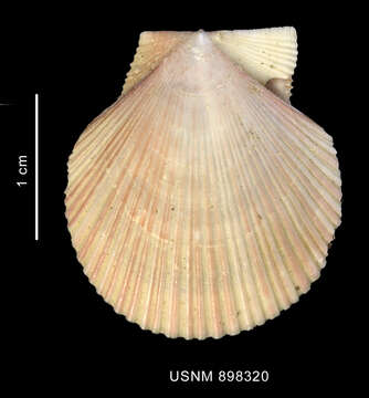 Image of Patagonian scallop