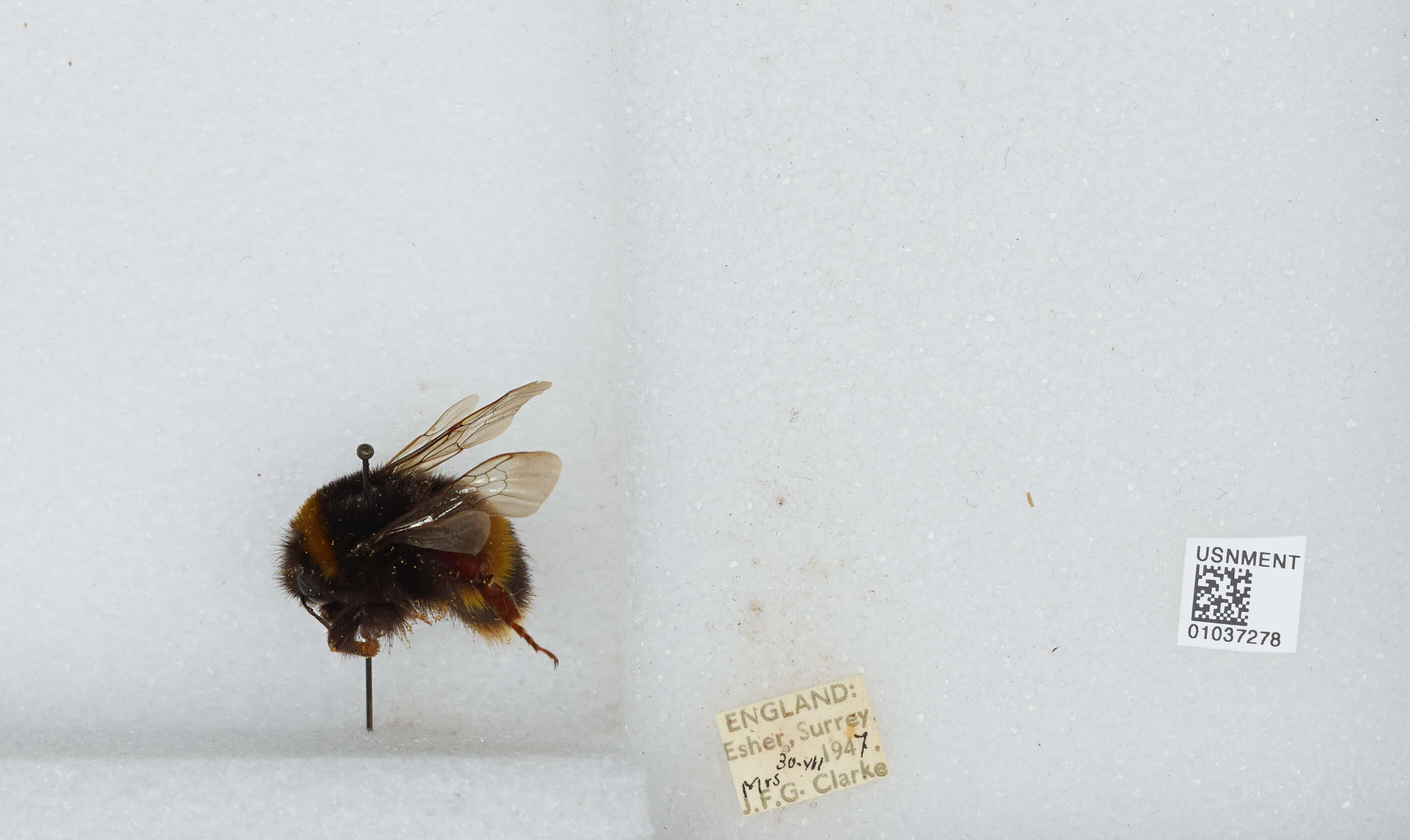 Image of Bombus terrestris audax (Harris 1776)