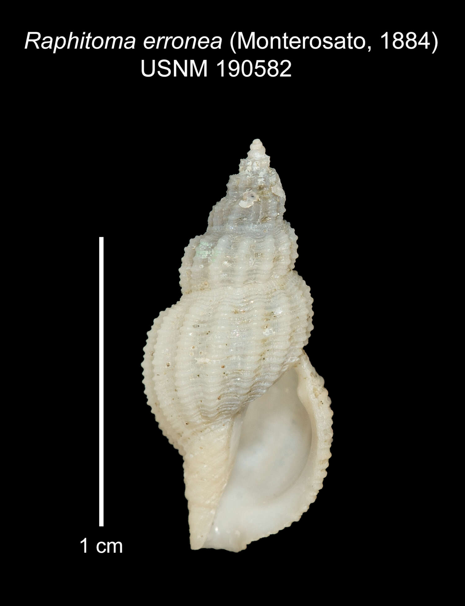 صورة Leufroyia erronea Monterosato 1884