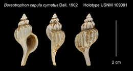 صورة Boreotrophon cymatus Dall 1902