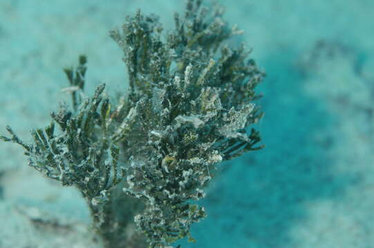 Image of Coralline algae