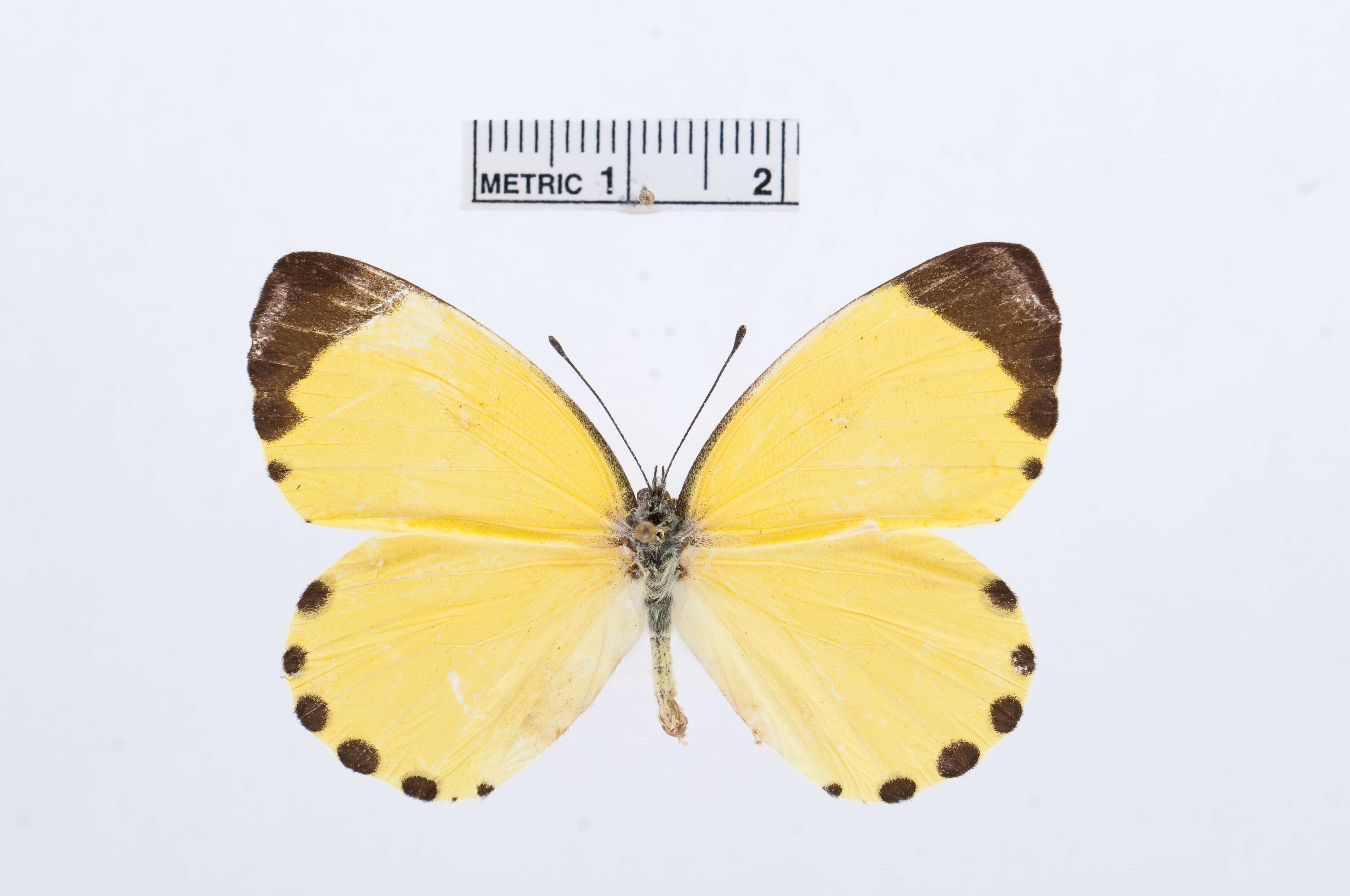 Image de Mylothris sulphurea Aurivillius 1895