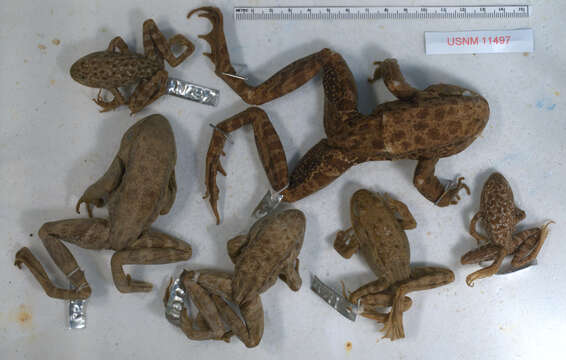 Image of California Red-legged Frog