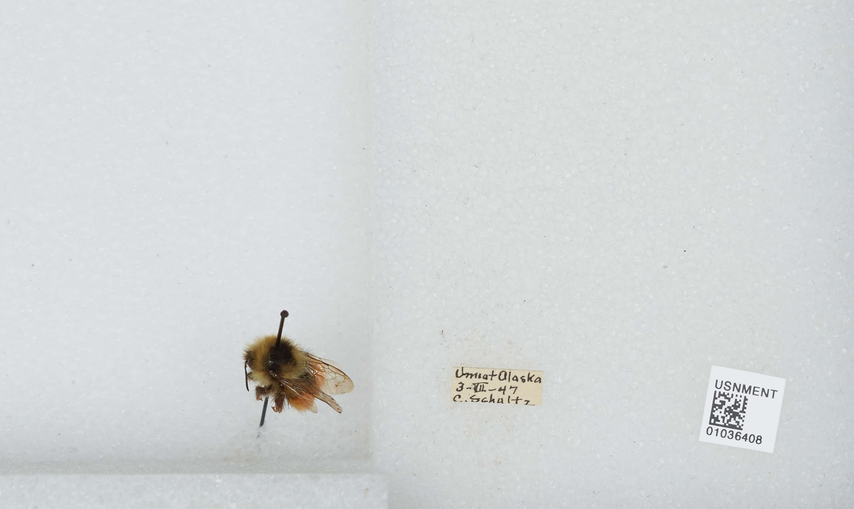 Image de Bombus sylvicola Kirby 1837