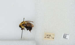 صورة Bombus bimaculatus Cresson 1864