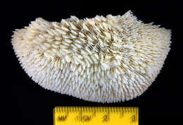 Image of Polyphyllia pileiformis Dana 1846