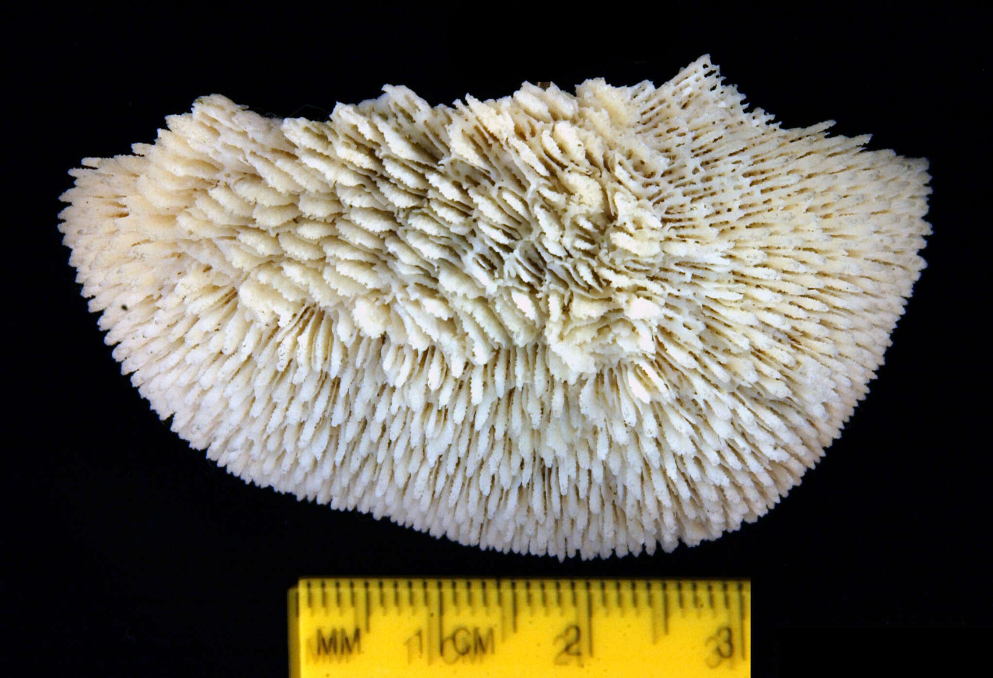 Image of Polyphyllia pileiformis Dana 1846