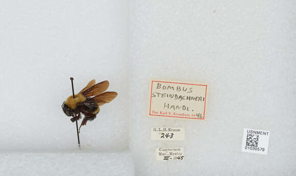 Image of Bombus steindachneri Handlirsch 1888