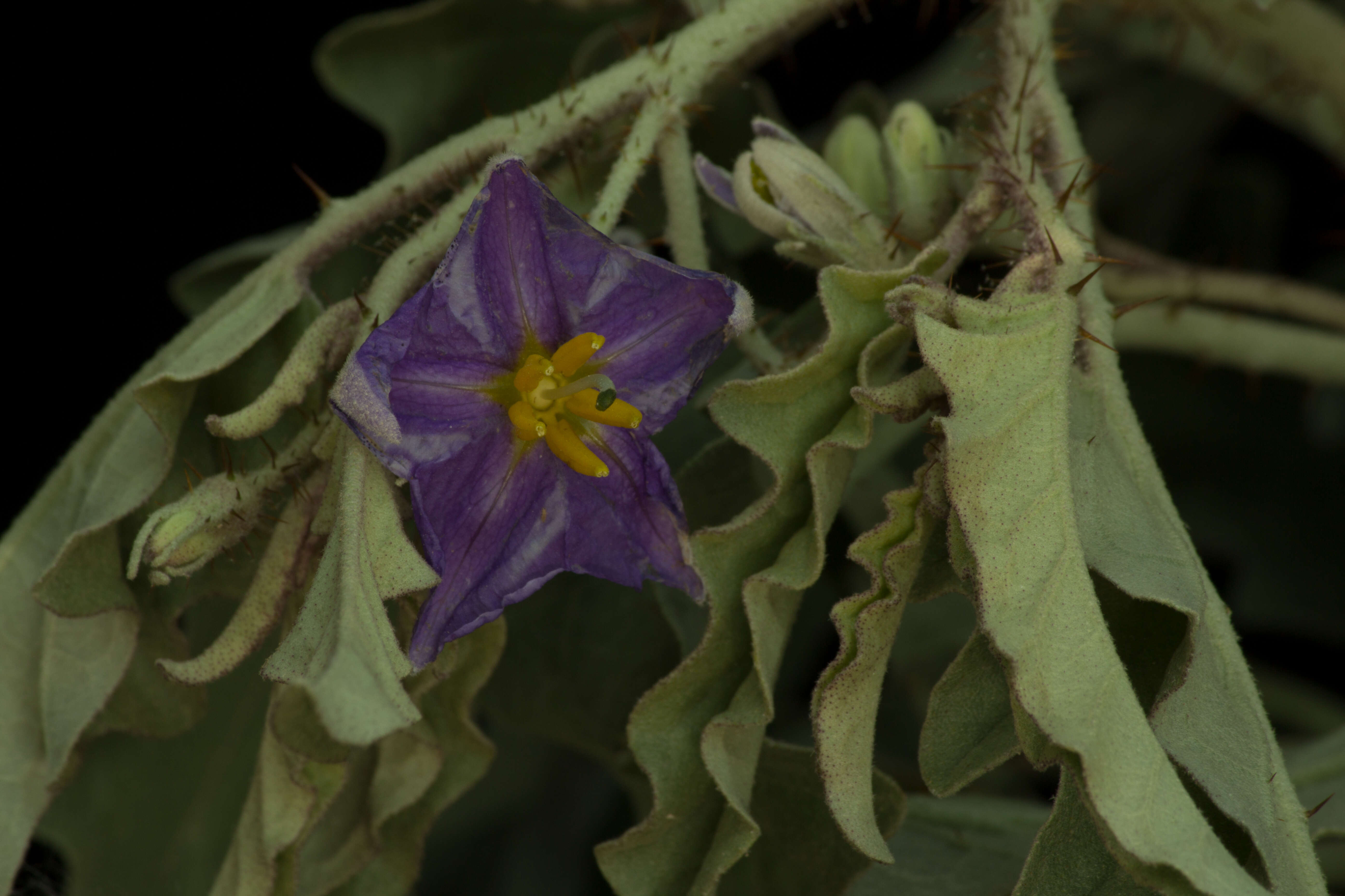 Image of silverleaf nightshade