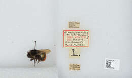 Image of Bombus rufofasciatus Smith 1852