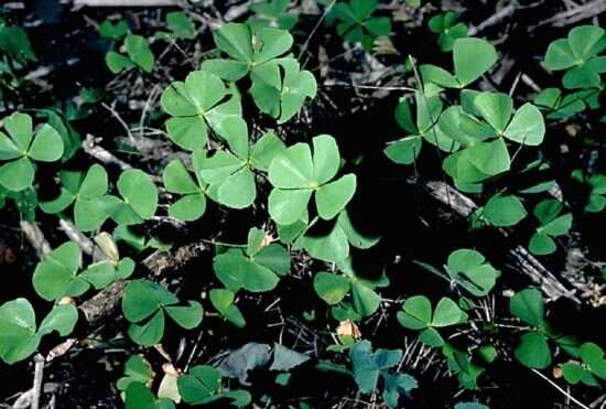Image of villous waterclover