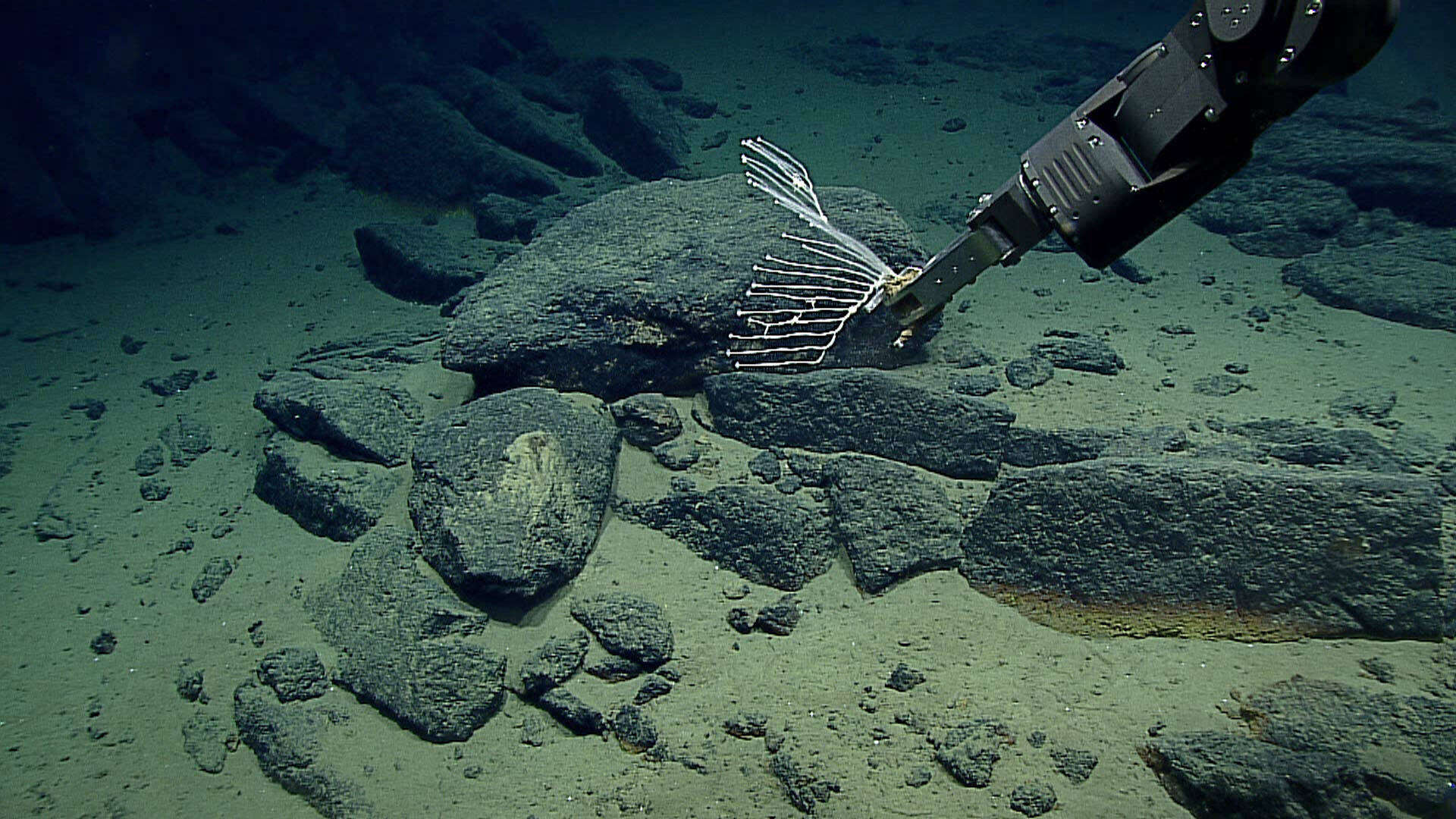 Image of harp sponge