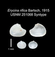 Image of Erycina rifaca Bartsch 1915