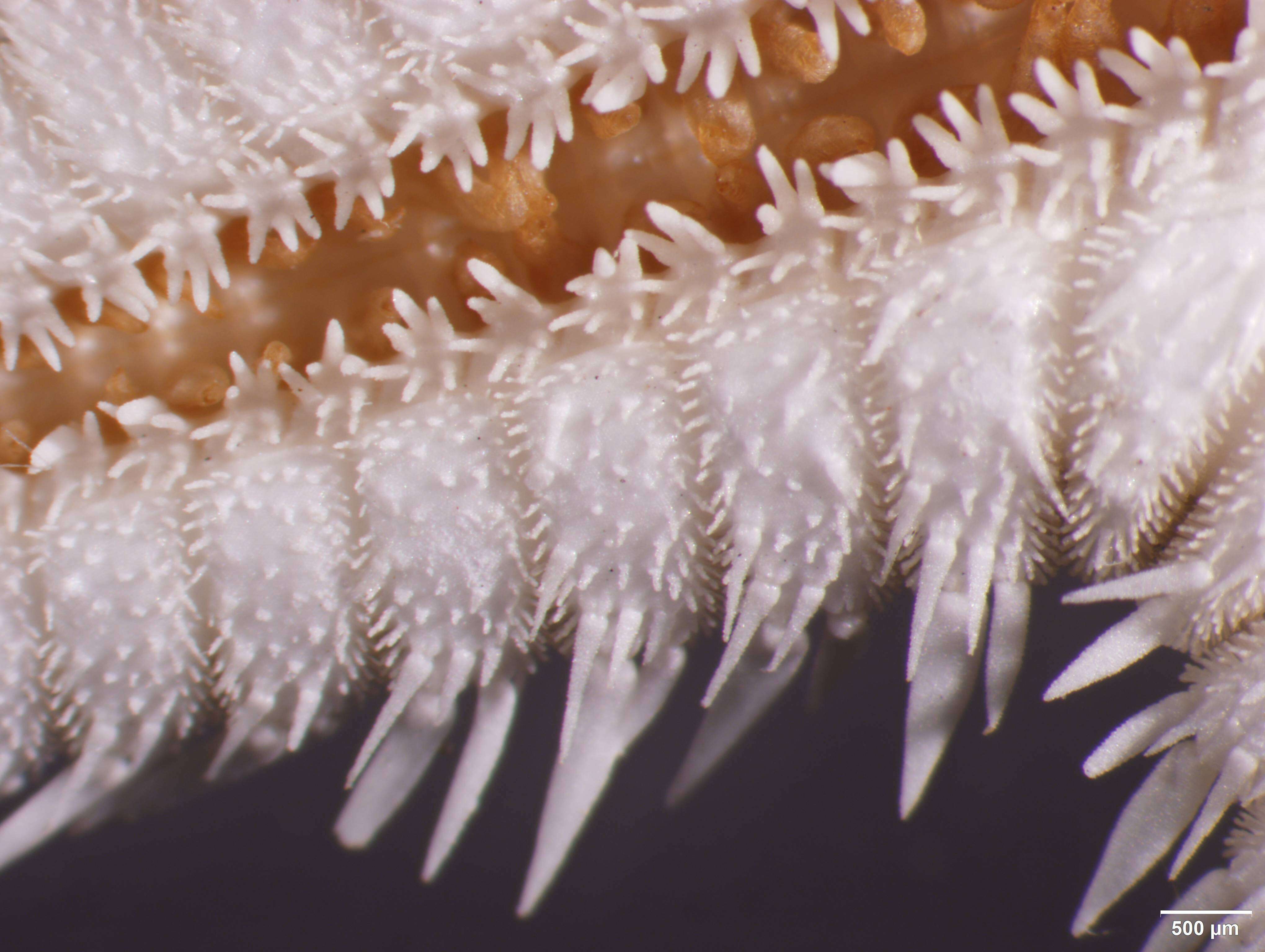 Image of Astropecten cingulatus Sladen 1883