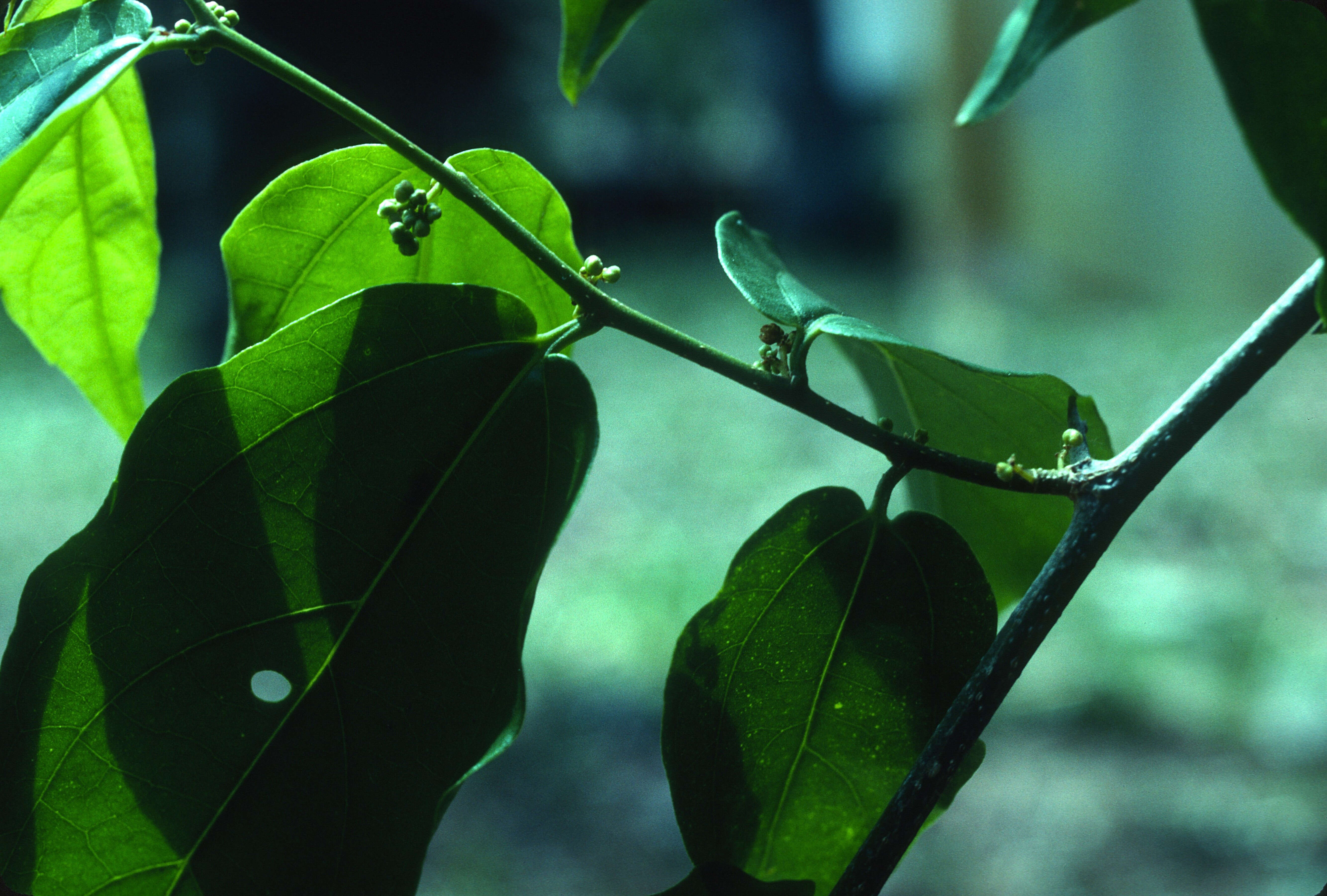 Image of iguana hackberry