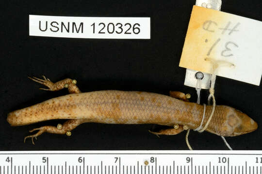 Image of Deignan Tree Skink