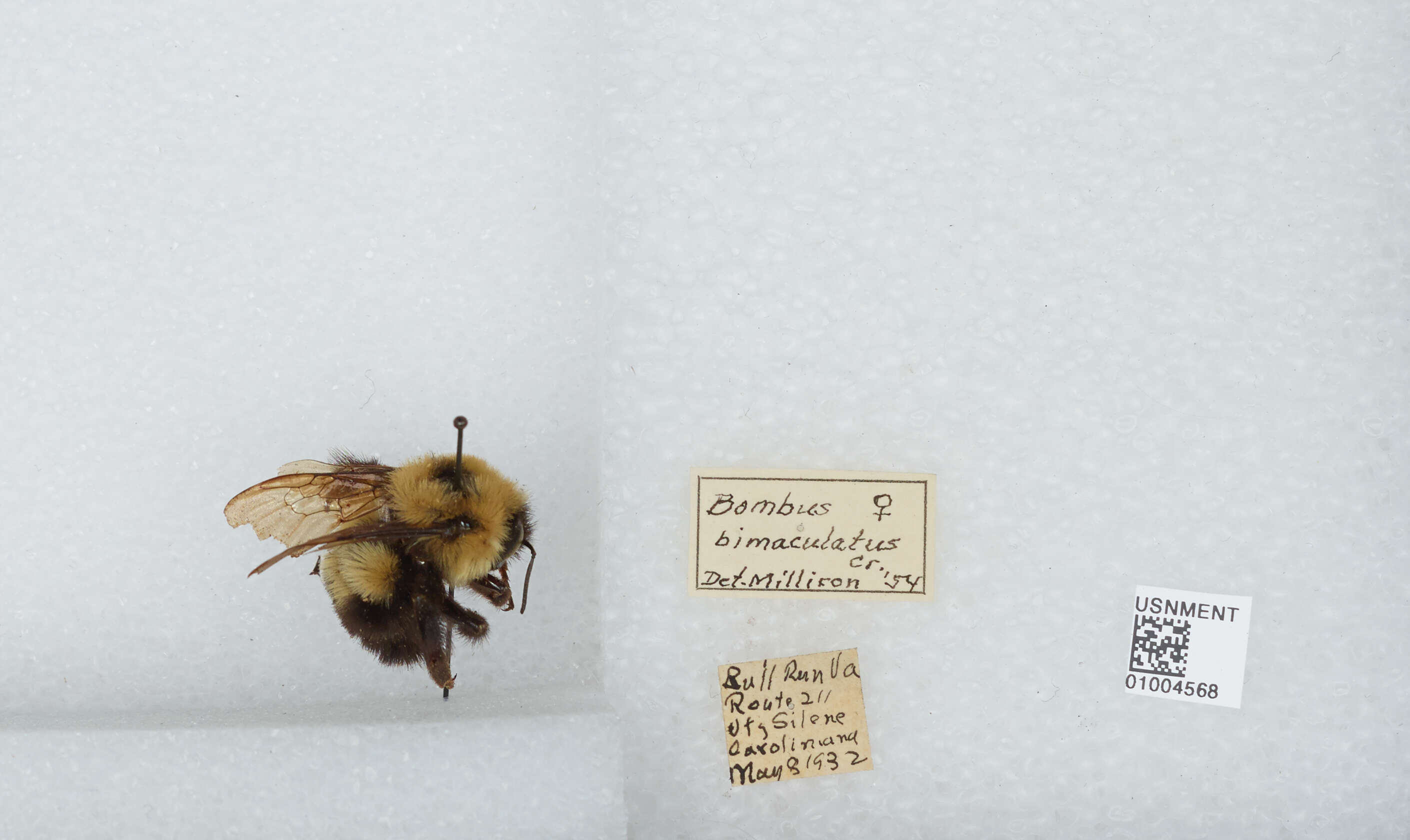 صورة Bombus bimaculatus Cresson 1864