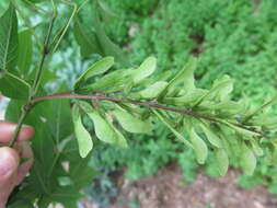 Image of Acer henryi Pax