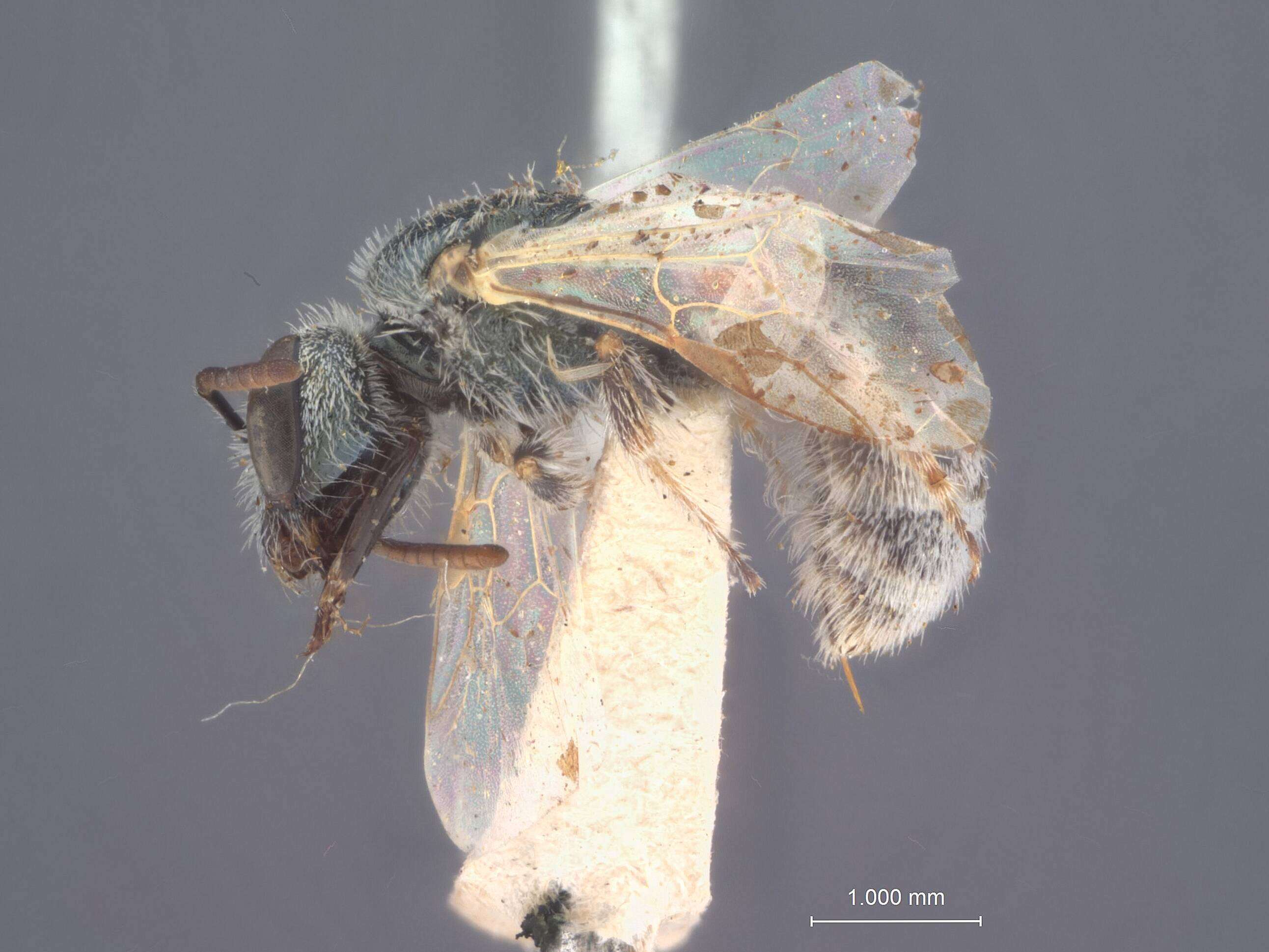 Image of Halictus