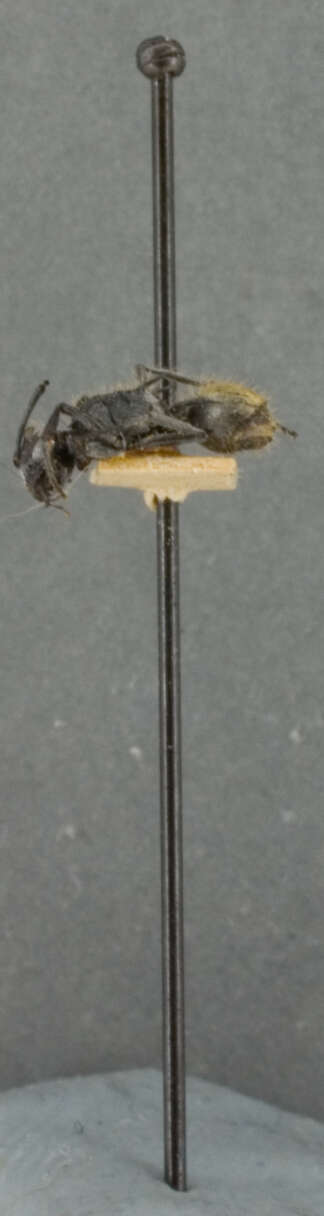 Image of Polyrhachis gab Forel 1879