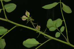 Слика од Indigofera lancifolia Rydb.