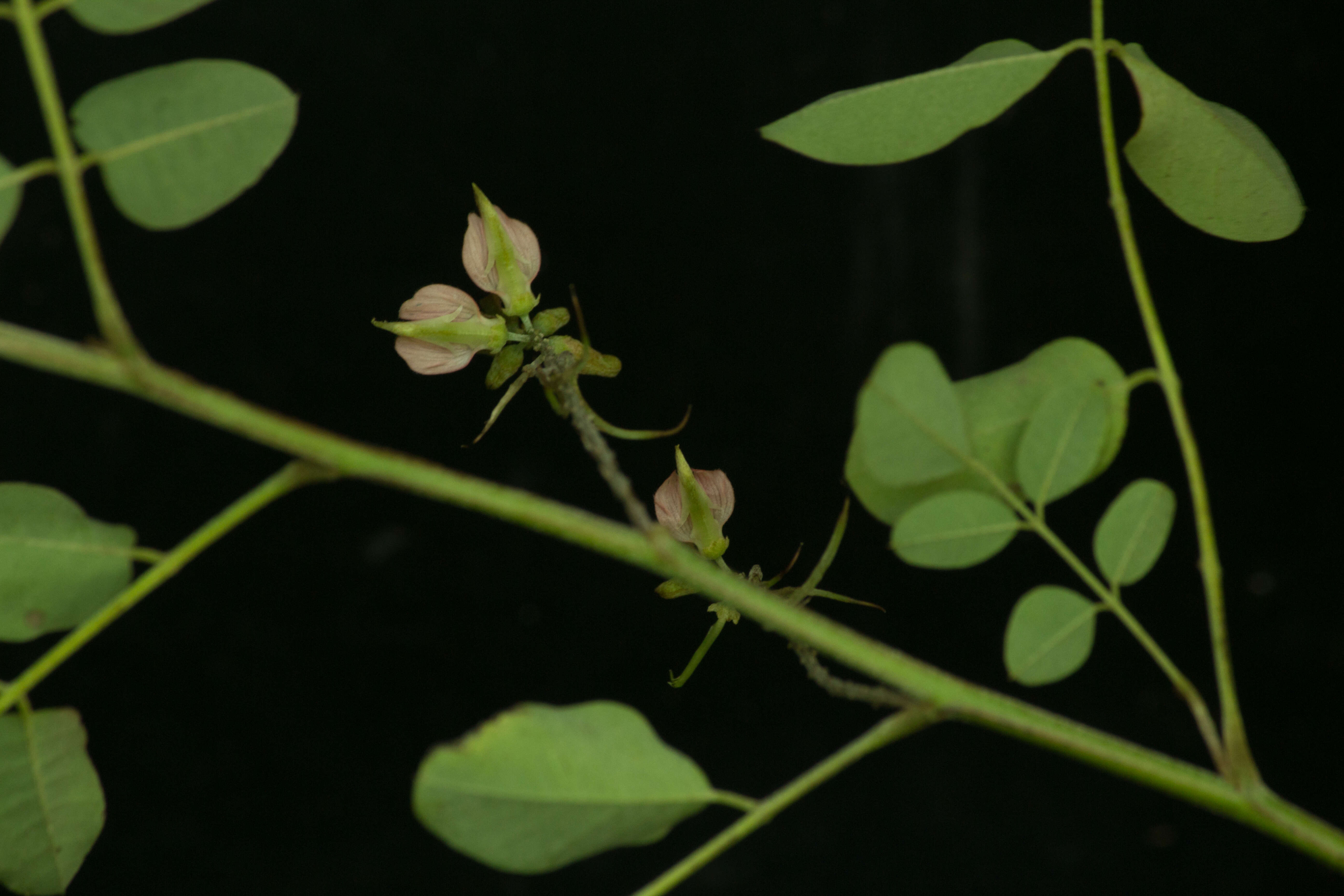 Indigofera lancifolia Rydb.的圖片