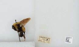 Слика од Bombus affinis Cresson 1864