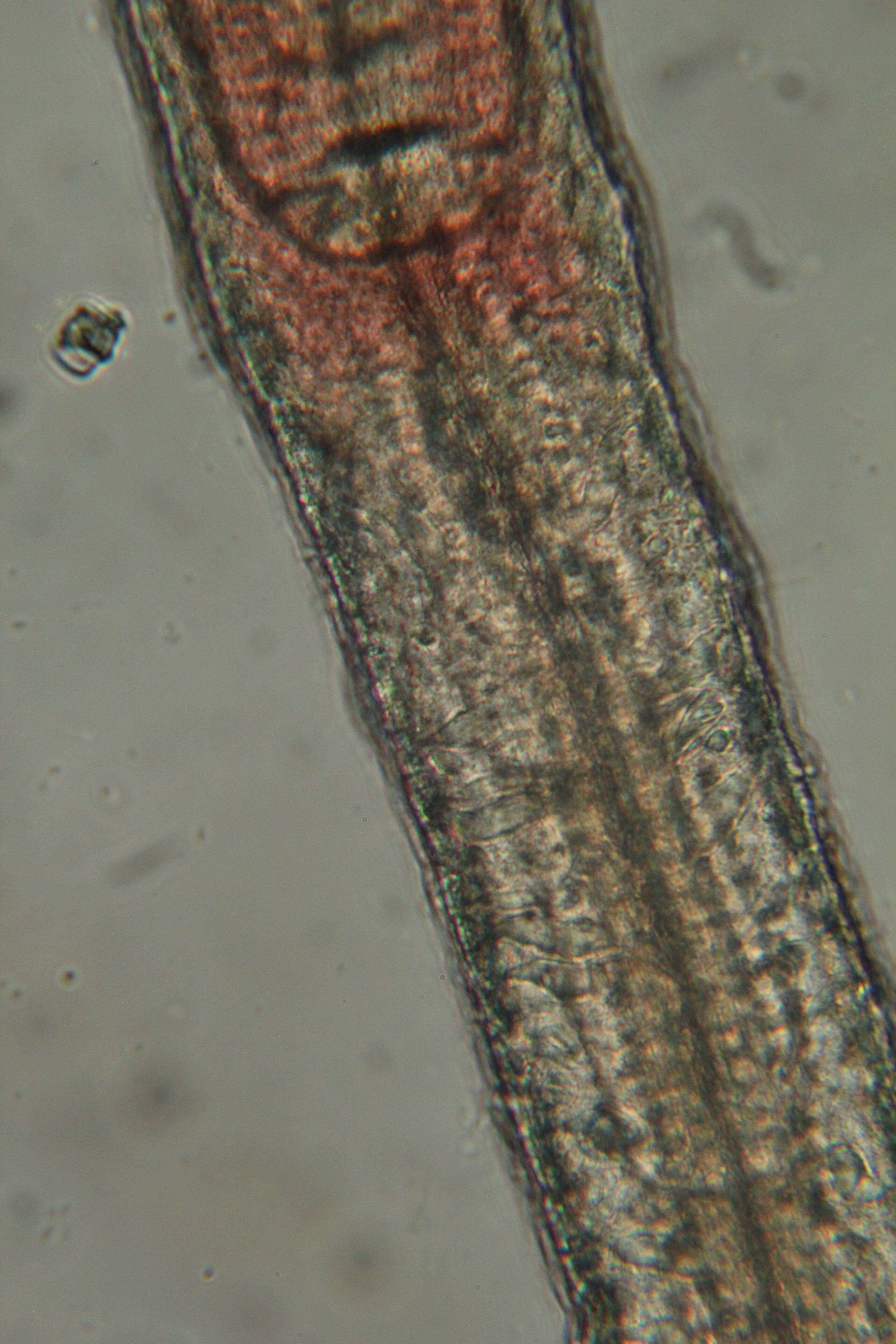 Protodrilus oculifer Pierantoni 1908 resmi