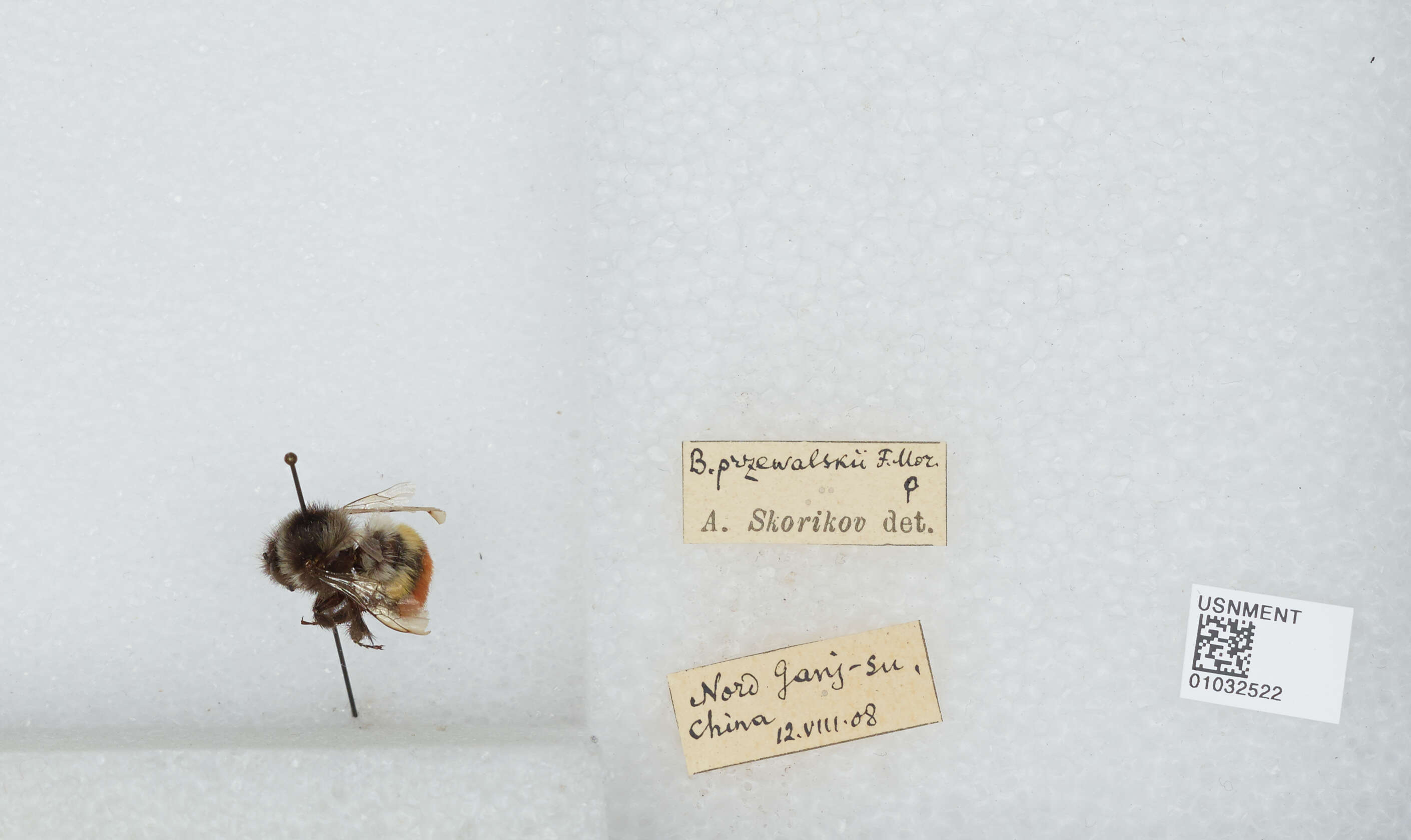 Image of Bombus rufofasciatus Smith 1852