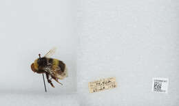 Image of White-tailed bumblebee