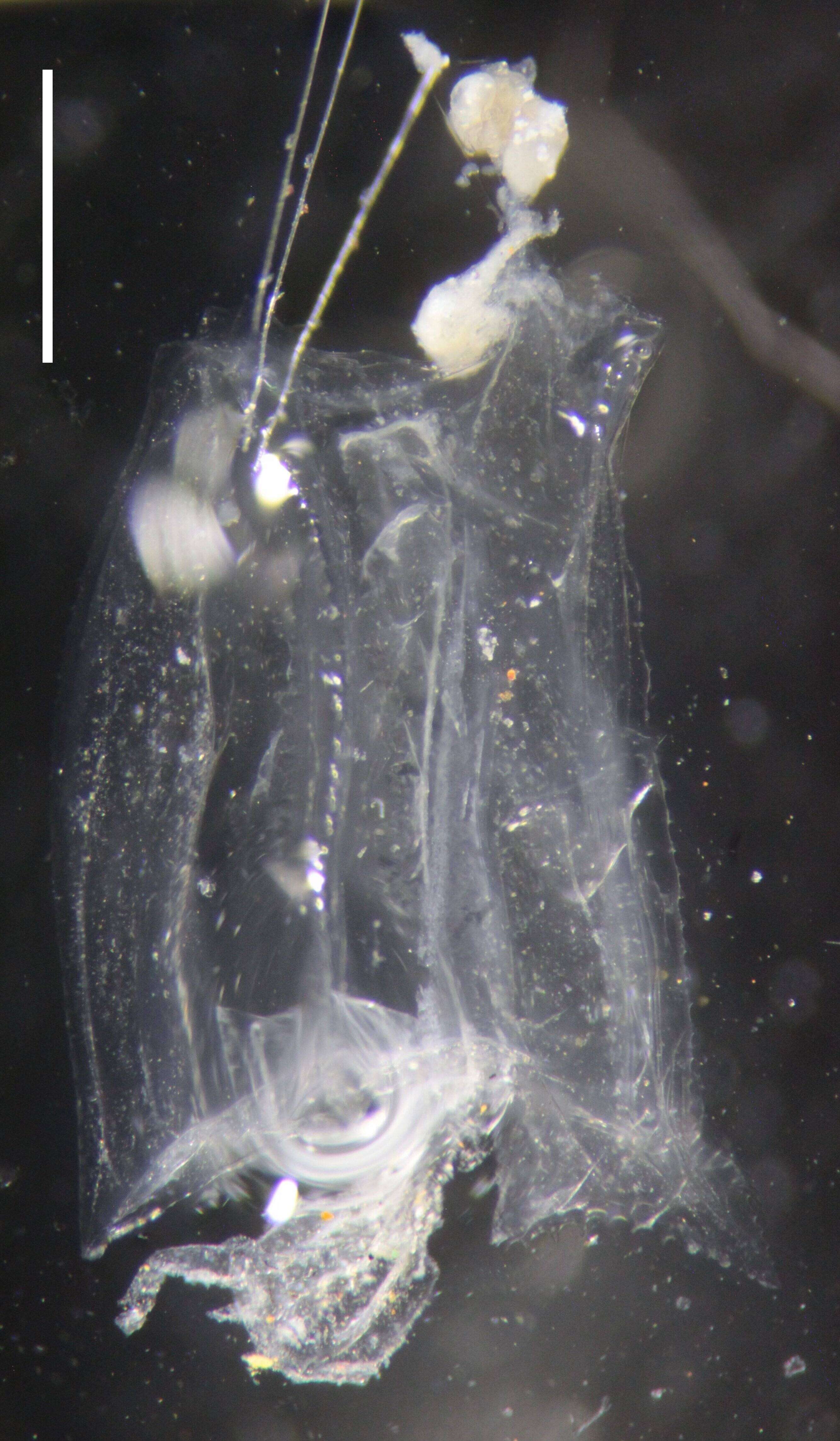 Image of Hydroidolina Collins 2000
